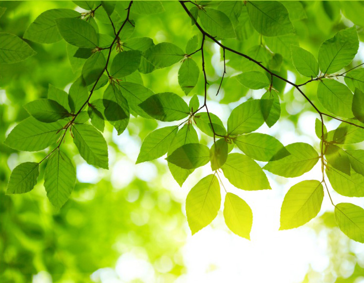 Mit Vitamin D und C Grauem Star vorbeugen